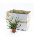 Tillansia Biancini Ø09