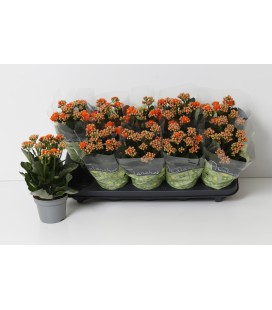 Kalanchoe Perfect Orange Ø 10.5