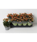 Kalanchoe Perfect Orange Ø 10.5