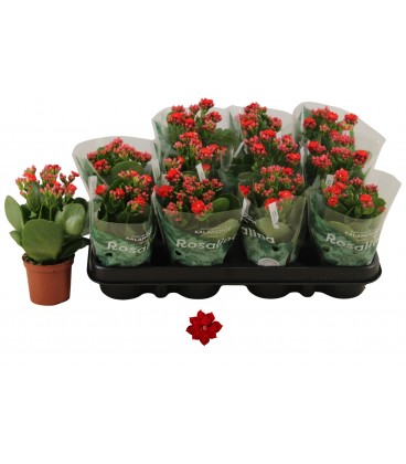 Kalanchoe Don Victorio Ø 07