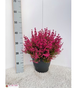 Erica Gracilis Ø 23