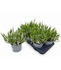 Calluna Wisbo weiss Ø 17