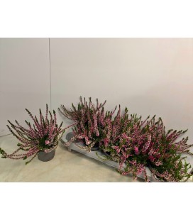 Calluna Nova mix 2 coul Ø 10.50