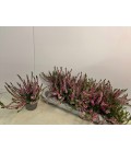 Calluna Nova mix 2 coul Ø10.5