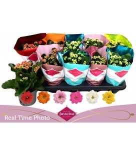 Kalanchoe Ø10.5 mix 6 coul