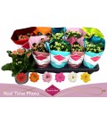 Kalanchoe Ø10.5 mix 6 coul