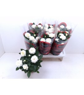 Rosier mix pot de 17 