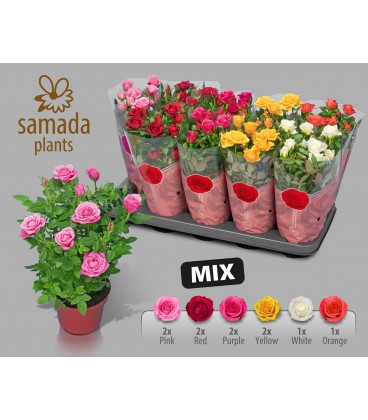 Rosier Star mix pot 12 h 30 