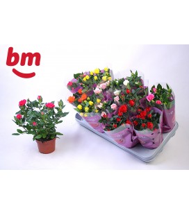 Rosiers mix Monde pot de 10.50  cm