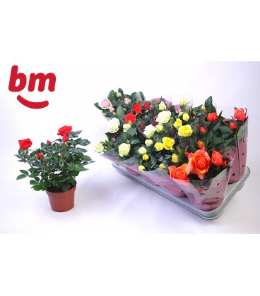 Rosier Monde pot de 12 par 10