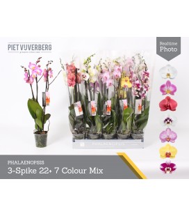 Phalaenopsis Ø 12h 65 3 b