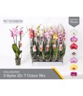 Phalaenopsis Ø 12h 65 3 b