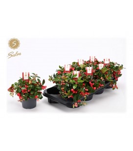 Gaultheria Big berry Ø 12