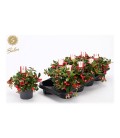 Gaultheria Big berry Ø 12