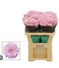 Chrysantheme g Petrushka 70 cm