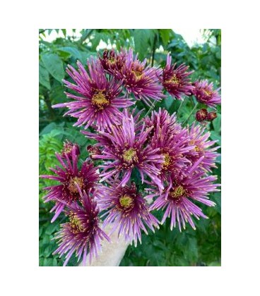 Chrysantheme G Tula Purple