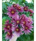 Chrysantheme G Tula Purple