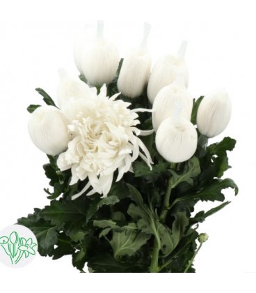 Chrysantheme G Stravina 