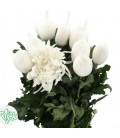 Chrysantheme G Stravina 