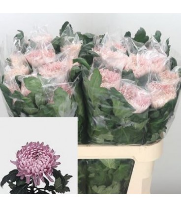 Chrysantheme G Allouise 80 cm