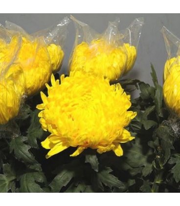 Chrysantheme G Rivalry 80 cm