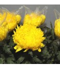 Chrysantheme G Rivalry 80 cm
