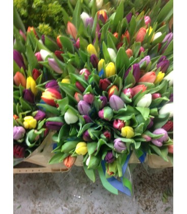 Tulipe mix dans la botte 