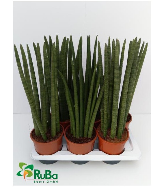 Sanseveria Pot de 17 h60cm