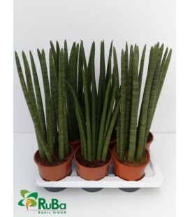 Sanseveria Pot de 19 h 70 