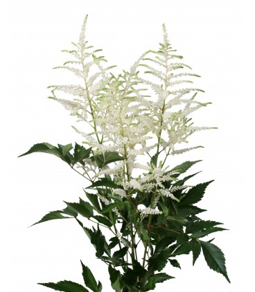 Astilbe White