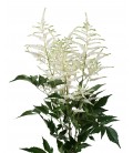 Astilbe White