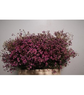 Wax Purple Pride 80 cm 