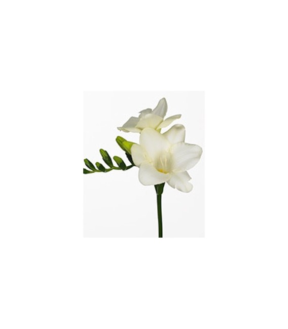 Freesia Ambassador