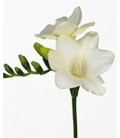 Freesia Ambassador