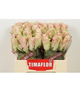 Rose Pink Athena 35 cm