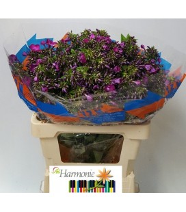 Phlox Sky Eyes 70 cm