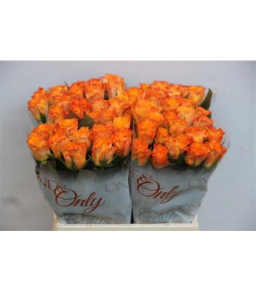 Rose Marie claire 50 cm