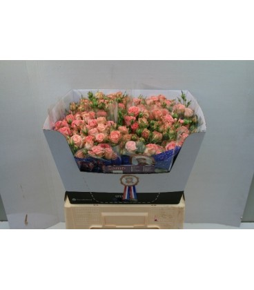 Rose Branchue Pepita 60 cm