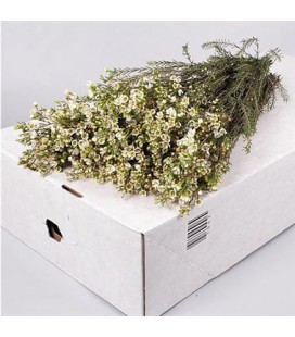 Wax Crystal Pearl white 70 cm