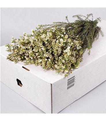 Wax Crystal Pearl white 70 cm