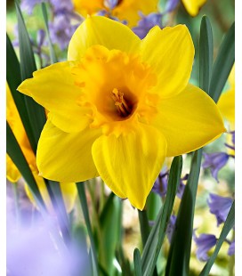 Narcisse Carlton 52 cm