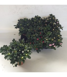 Azalee pot de 12