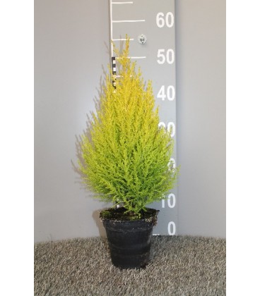 Gold Crest wilma pot de 14 H60