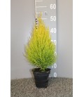 Gold Crest wilma pot de 14 H60