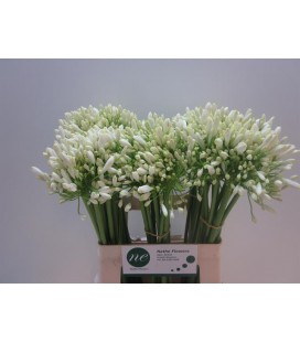 Agapanthe Umbelatus 70 cm