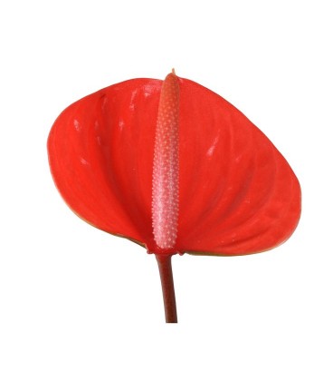 Anthurium Pure Orange x20