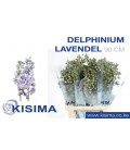 Delphinium Mag Laven 90 cm
