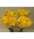 Calla Florex gold 50 cm