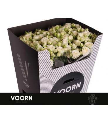 Rose Branchue Josephine  80 cm