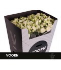 Rose Branchue Josephine  70 cm